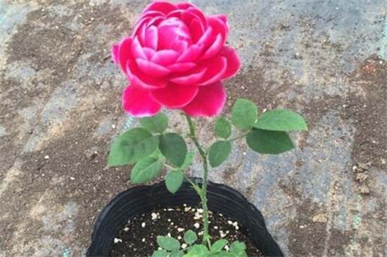 玫瑰烂根如何办