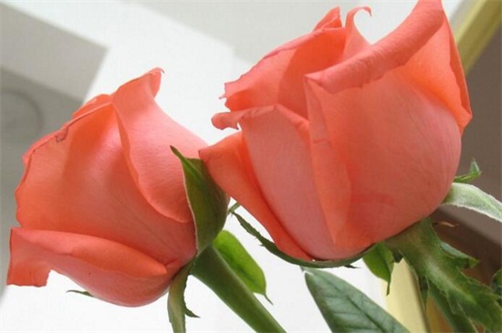 送玫瑰花朵数的含义,详解常见十种朵数含义