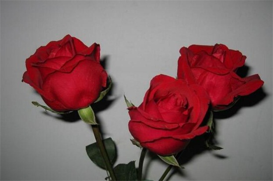 送玫瑰花朵数的含义,详解常见十种朵数含义