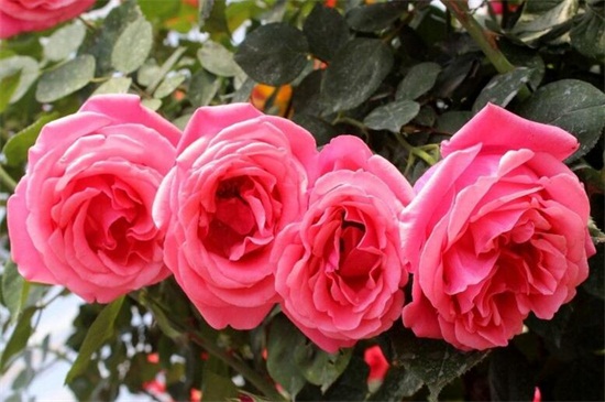 送玫瑰花朵数的含义,详解常见十种朵数含义