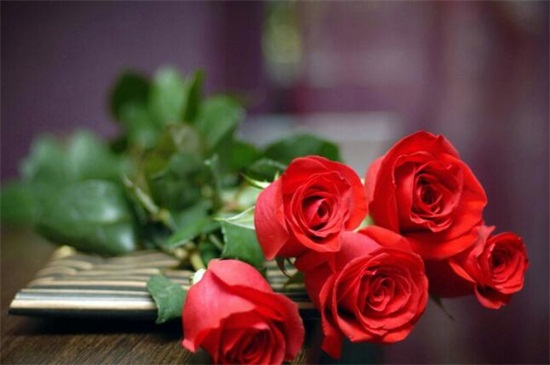 送玫瑰花朵数的含义,详解常见十种朵数含义