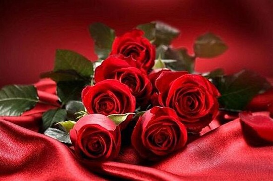 送玫瑰花朵数的含义,详解常见十种朵数含义