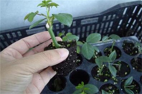 玫瑰花扦插繁殖办法，掌握4个要点可让玫瑰百分百成活
