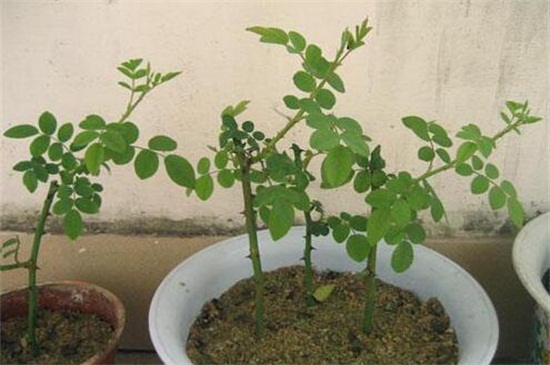 玫瑰花扦插繁殖办法，掌握4个要点可让玫瑰百分百成活