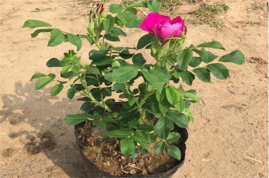 玫瑰花扦插繁殖办法，掌握4个要点可让玫瑰百分百成活