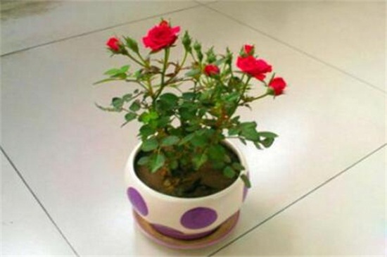 玫瑰花扦插繁殖办法，掌握4个要点可让玫瑰百分百成活