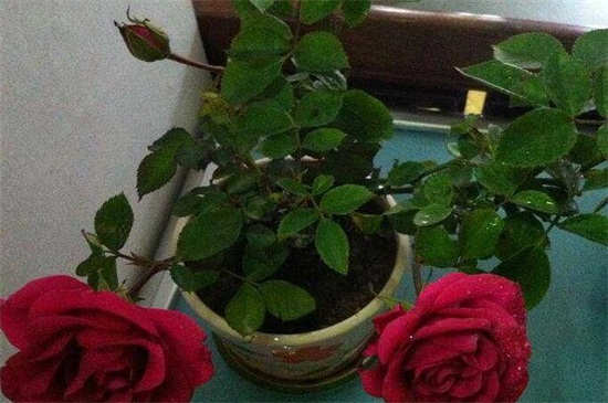 玫瑰花扦插繁殖办法，掌握4个要点可让玫瑰百分百成活