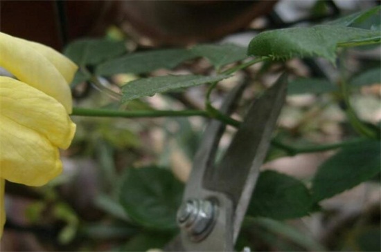 玫瑰花扦插繁殖办法，掌握4个要点可让玫瑰百分百成活