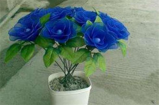 蓝色妖姬买来后如何养，正常插花/2种保存鲜花办法