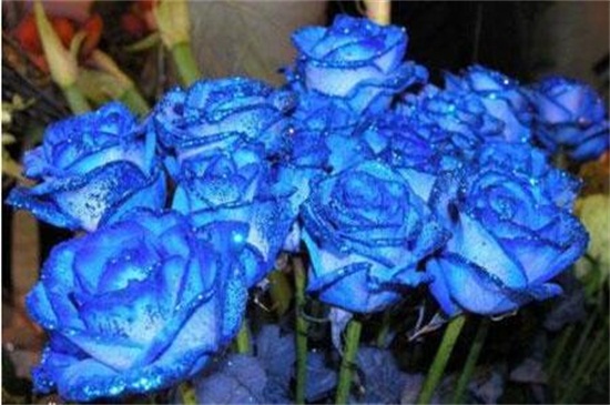 蓝色妖姬买来后如何养，正常插花/2种保存鲜花办法