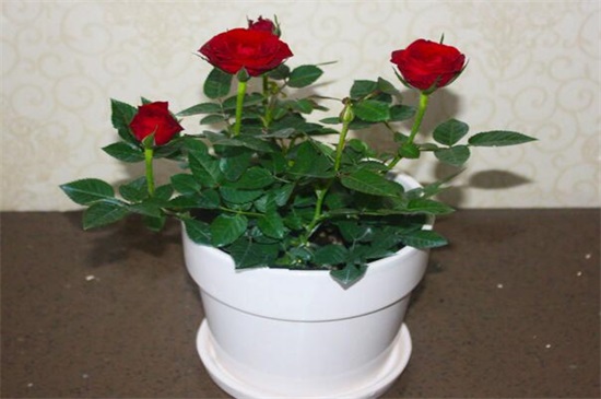 玫瑰花的种子如何种植，掌握4个要点可让种子更快发芽