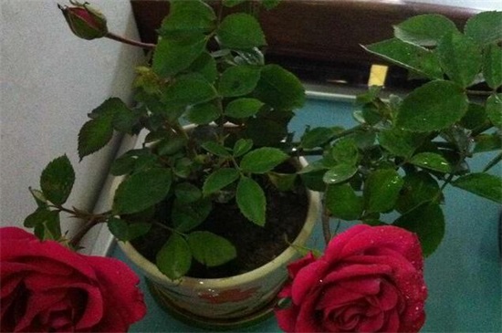 玫瑰花的种子如何种植，掌握4个要点可让种子更快发芽