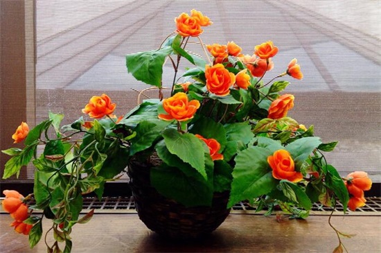 玫瑰花的种子如何种植，掌握4个要点可让种子更快发芽