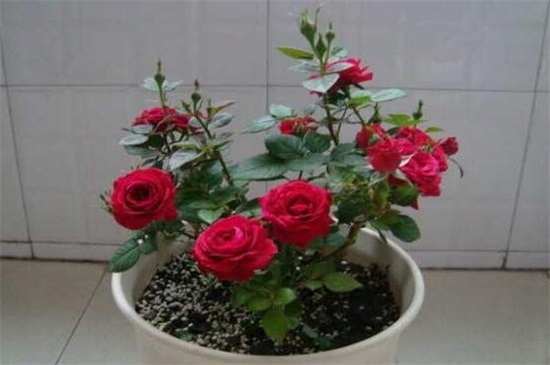 玫瑰花的种子如何种植，掌握4个要点可让种子更快发芽