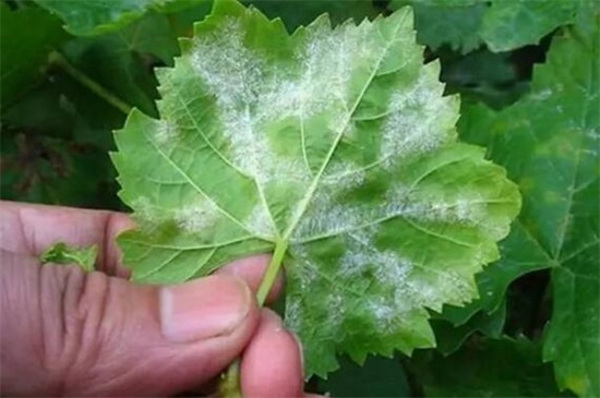 玫瑰花的种子如何种植，掌握4个要点可让种子更快发芽