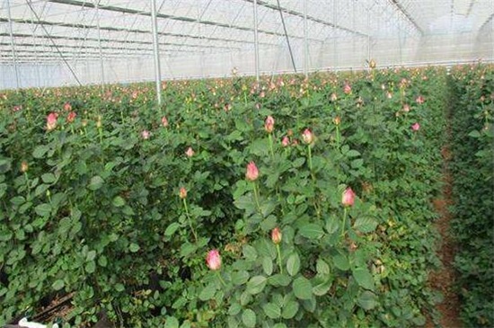 大棚玫瑰花的种植办法，掌握4个要点便可高产玫瑰花