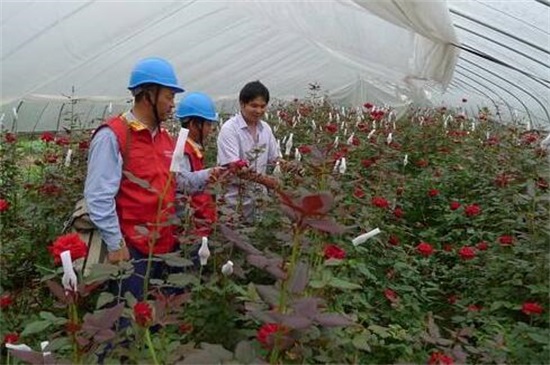 大棚玫瑰花的种植办法，掌握4个要点便可高产玫瑰花