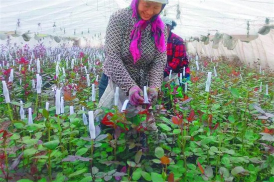 大棚玫瑰花的种植办法，掌握4个要点便可高产玫瑰花