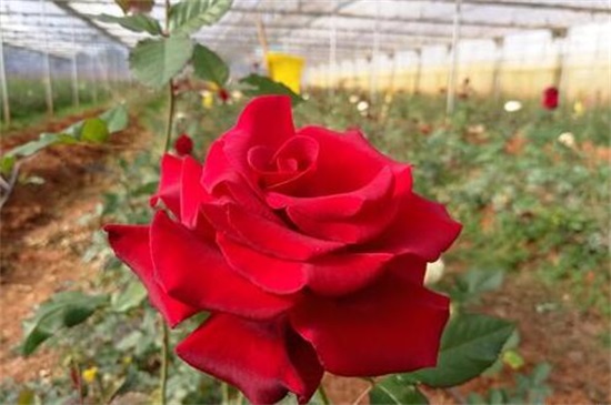 大棚玫瑰花的种植办法，掌握4个要点便可高产玫瑰花