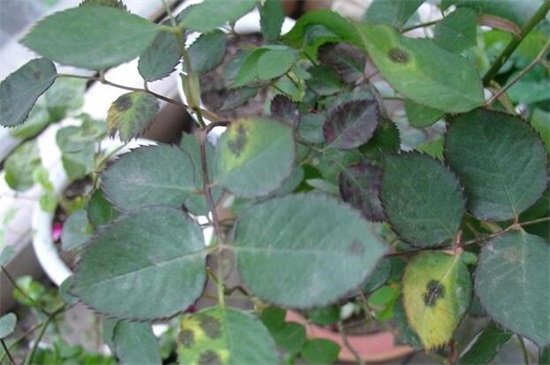 大棚玫瑰花的种植办法，掌握4个要点便可高产玫瑰花