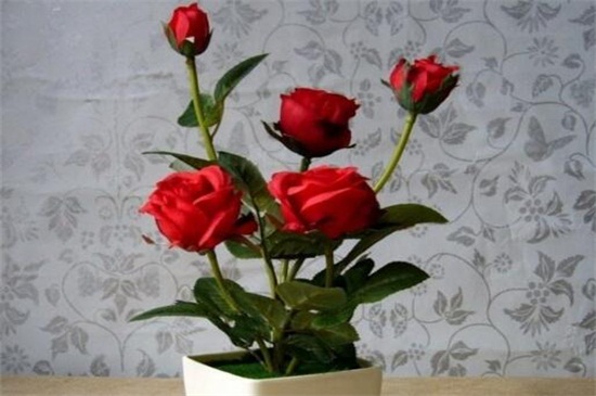 玫瑰花可以剪枝摘种植，剪枝两种摘种植办法