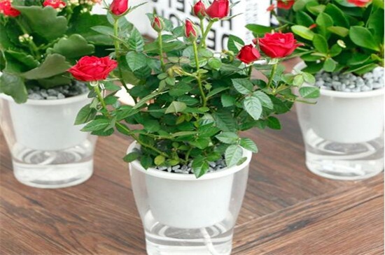 玫瑰花可以剪枝摘种植，剪枝两种摘种植办法