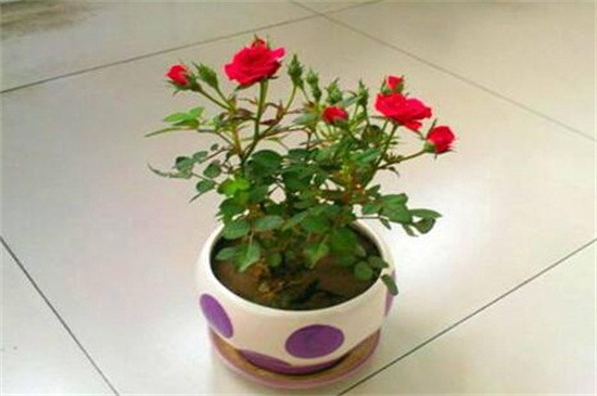 玫瑰花可以剪枝摘种植，剪枝两种摘种植办法