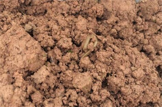 玫瑰花可以剪枝摘种植，剪枝两种摘种植办法