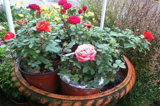 玫瑰如何施肥，不同生长时期合理施肥花开满盆