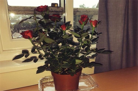 玫瑰如何施肥，不同生长时期合理施肥花开满盆