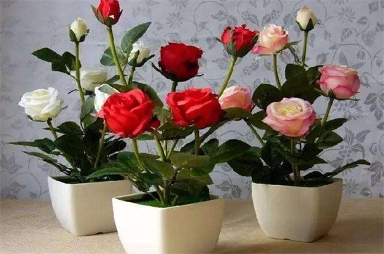玫瑰如何施肥，不同生长时期合理施肥花开满盆