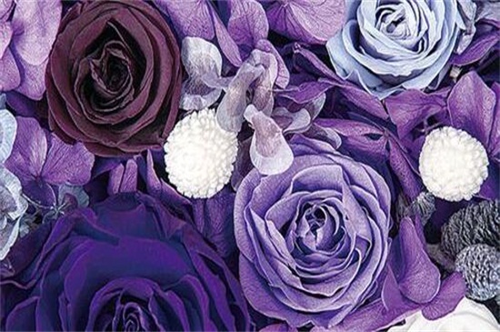 16朵紫玫瑰的寓意,表示多变不安/我只爱你与祝你顺利