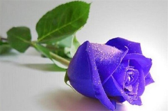 16朵紫玫瑰的寓意,表示多变不安/我只爱你与祝你顺利