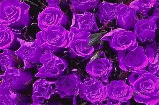 16朵紫玫瑰的寓意,表示多变不安/我只爱你与祝你顺利