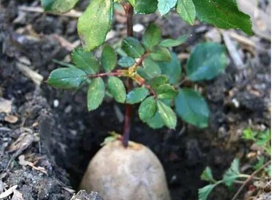 送的玫瑰花如何保存，扦插种植/插花瓶/制成干花