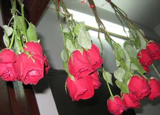 送的玫瑰花如何保存，扦插种植/插花瓶/制成干花