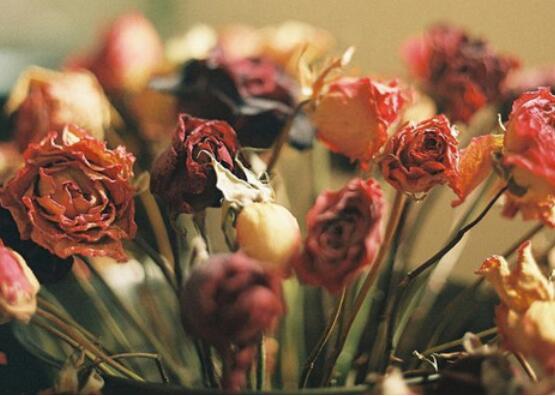 送的玫瑰花如何保存，扦插种植/插花瓶/制成干花