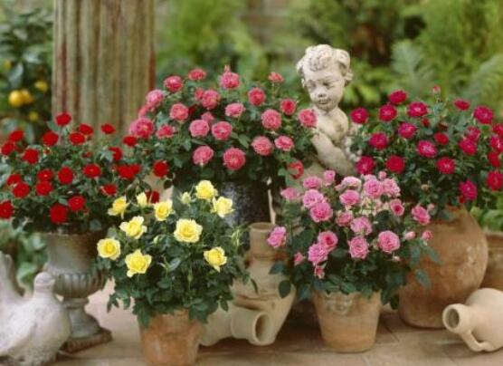 扦插玫瑰花的步骤图解,5个步骤轻易扦插成活玫瑰花