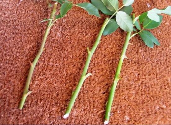 扦插玫瑰花的步骤图解,5个步骤轻易扦插成活玫瑰花