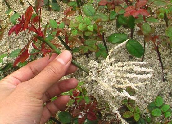 扦插玫瑰花的步骤图解,5个步骤轻易扦插成活玫瑰花