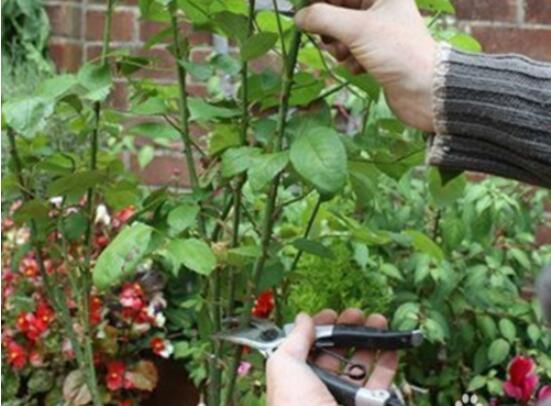 扦插玫瑰花的步骤图解,5个步骤轻易扦插成活玫瑰花