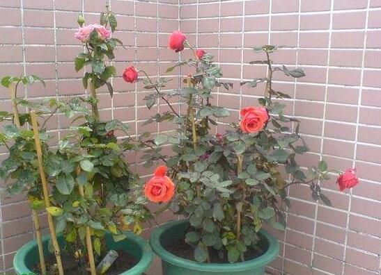 扦插玫瑰花的步骤图解,5个步骤轻易扦插成活玫瑰花
