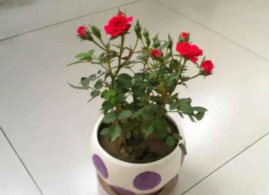 扦插玫瑰花的步骤图解,5个步骤轻易扦插成活玫瑰花