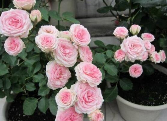 扦插玫瑰花的步骤图解,5个步骤轻易扦插成活玫瑰花