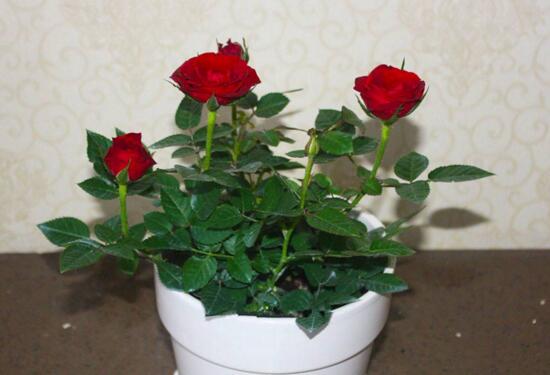 玫瑰花如何养可以花繁叶茂，掌握五个养护技巧就能实现