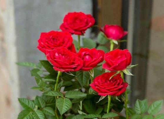 玫瑰花如何养可以花繁叶茂，掌握五个养护技巧就能实现