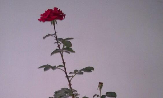 玫瑰花如何养可以花繁叶茂，掌握五个养护技巧就能实现