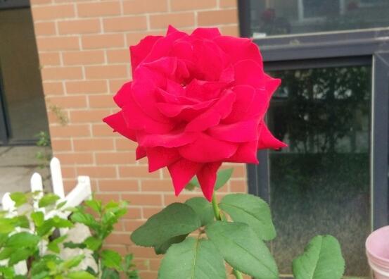 玫瑰花如何养可以花繁叶茂，掌握五个养护技巧就能实现