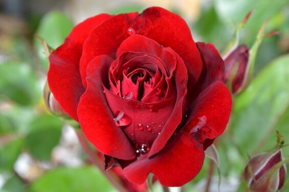 玫瑰花如何养可以花繁叶茂，掌握五个养护技巧就能实现