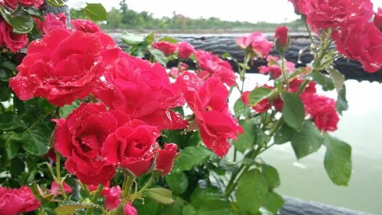 玫瑰花如何养可以花繁叶茂，掌握五个养护技巧就能实现